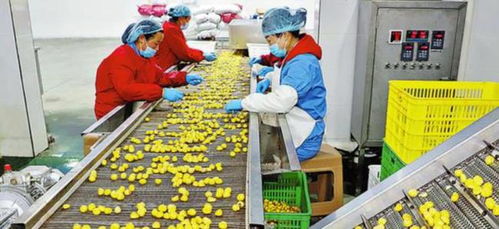 農村創業新思路 三個投資小、前景好的小型加工廠項目